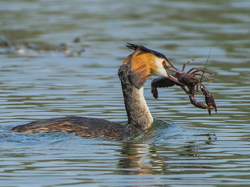 Svasso che insegna al figlio
